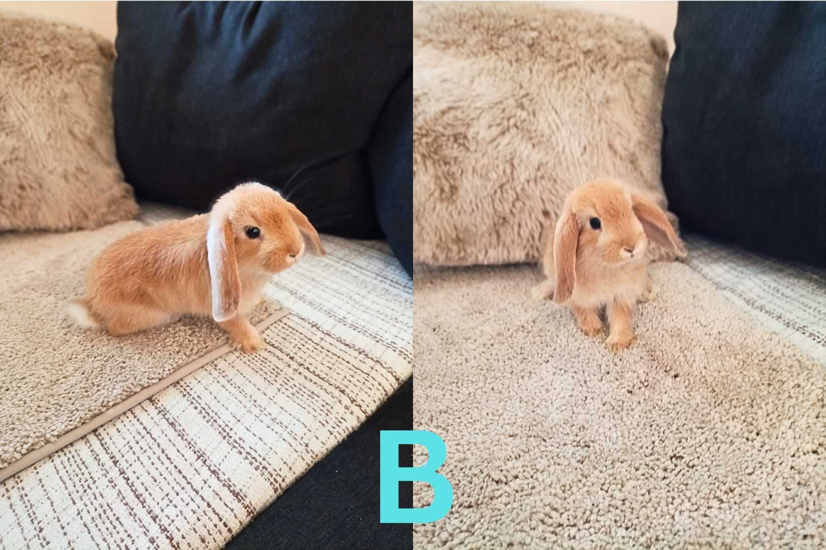 Coelhinhos bébés cruzados de LOP e LOP Cabeça de Leão