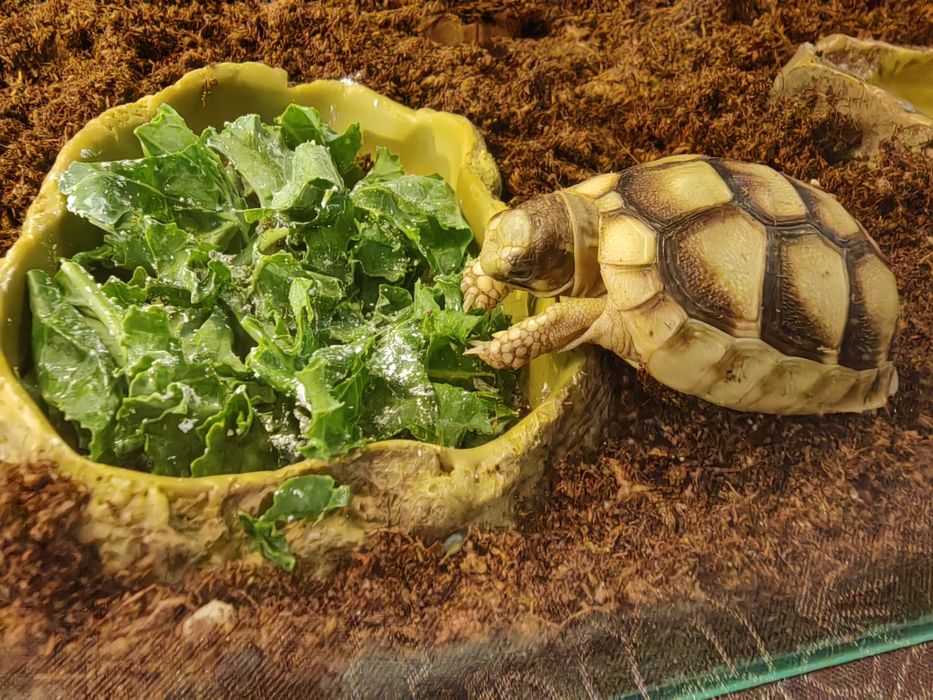 Piękne maluszki - Żółw hieroglifowy ostrogrzbiety chiński - wodno lądo