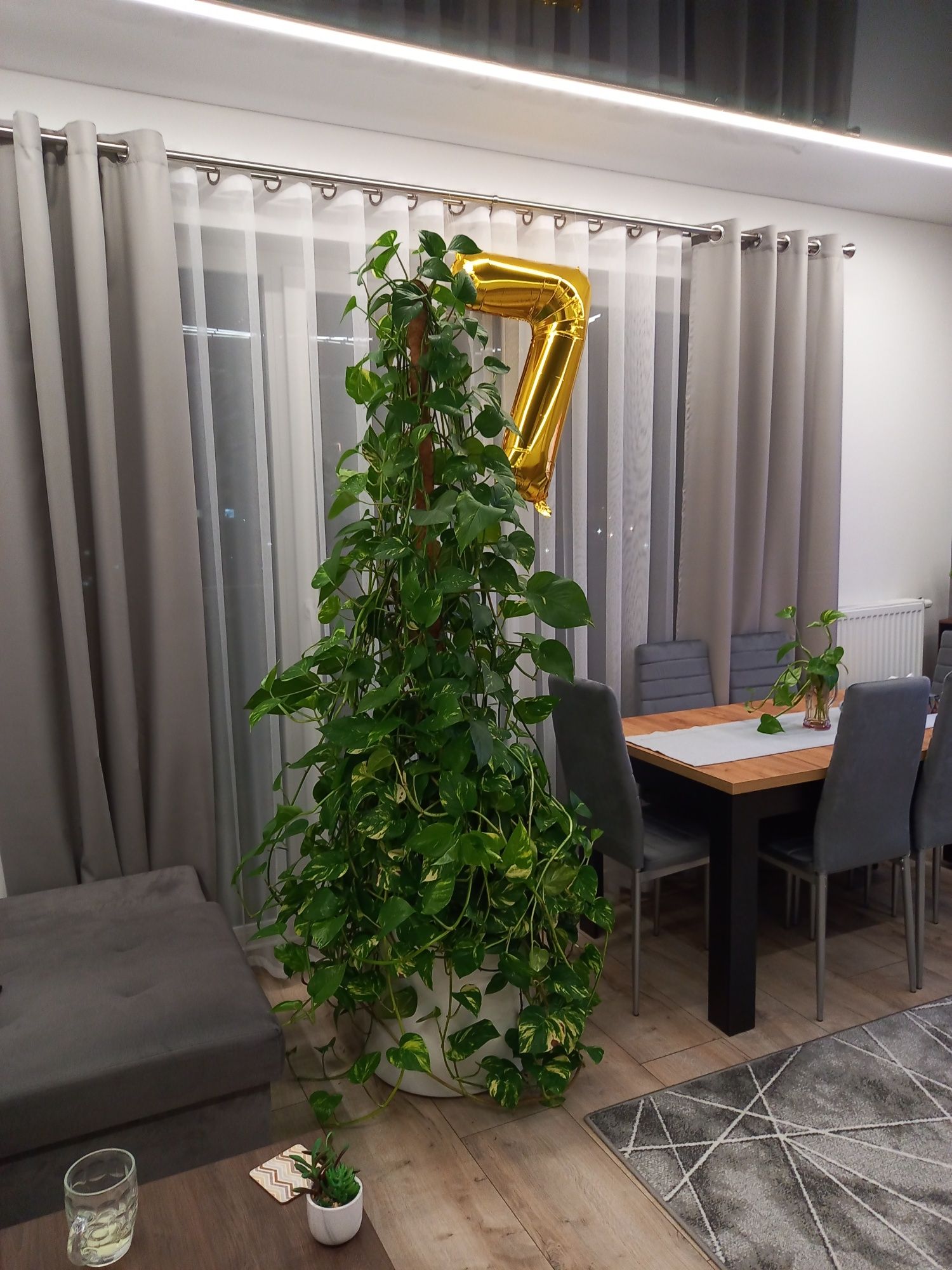 Sprzedam kwiatka Epipremnum pinnatum Aurenn
