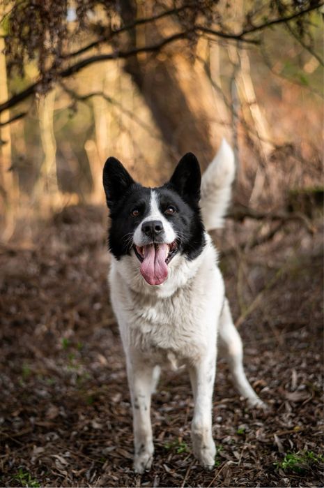 Piękny, mądry pies mieszkanki ras: Siberian Husky i Border Collie.