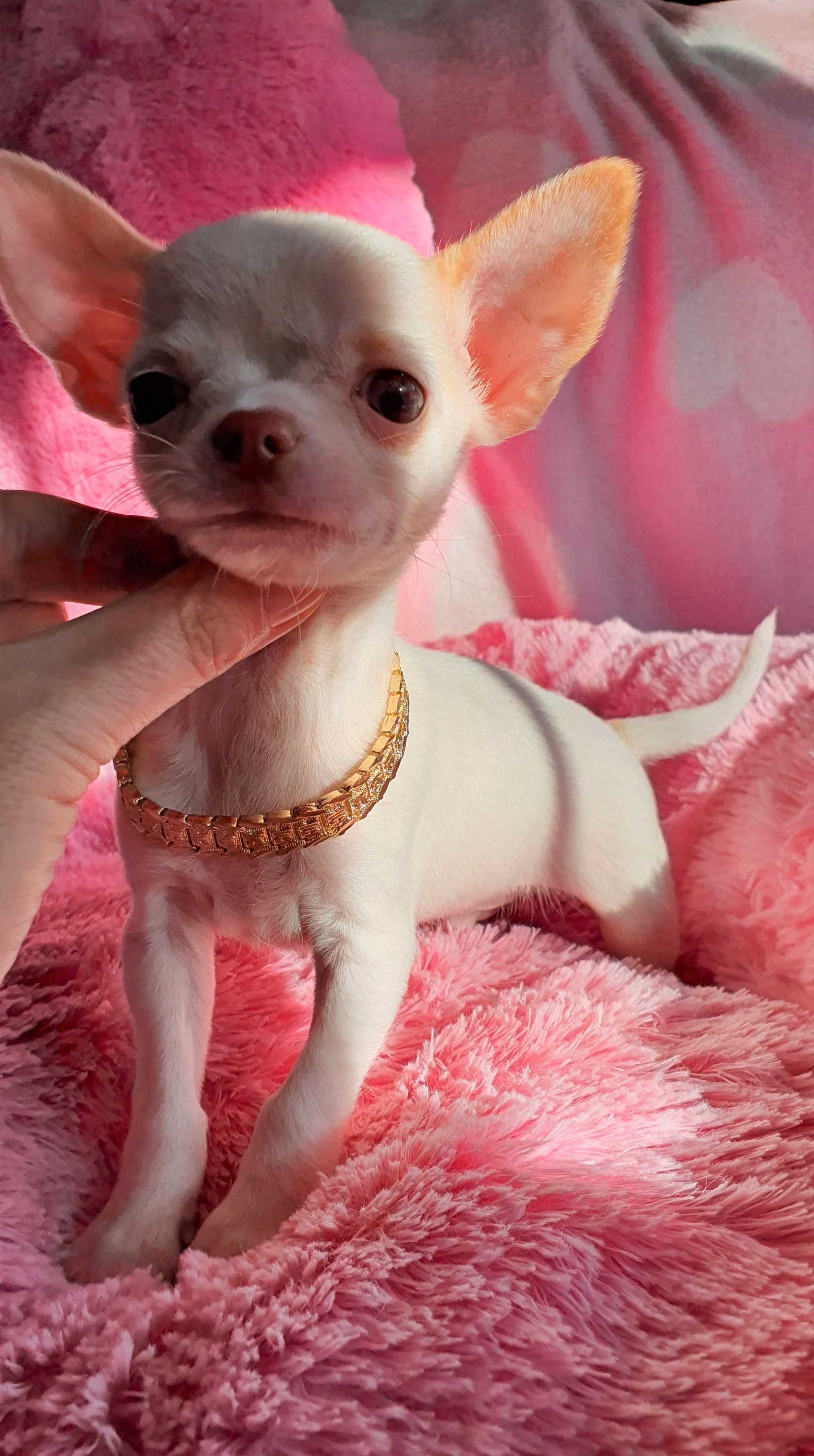 Chihuahua Piesek Mini. Rodowód 4-pokolenia.*Biały* do 1,7kg.