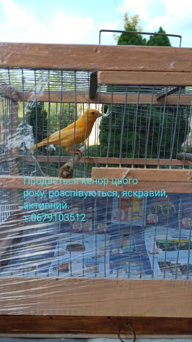 Клетки для кенара