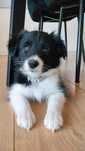 Suczka Border Collie z rodowodem - Czarno Biała
