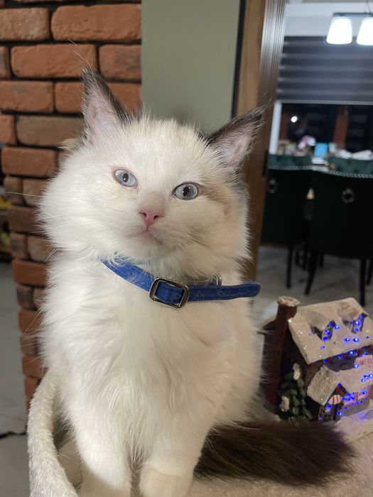 Przecudny kotek Ragdoll kotka gotowa do