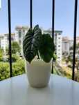 Alocasia sinuata // planta interior