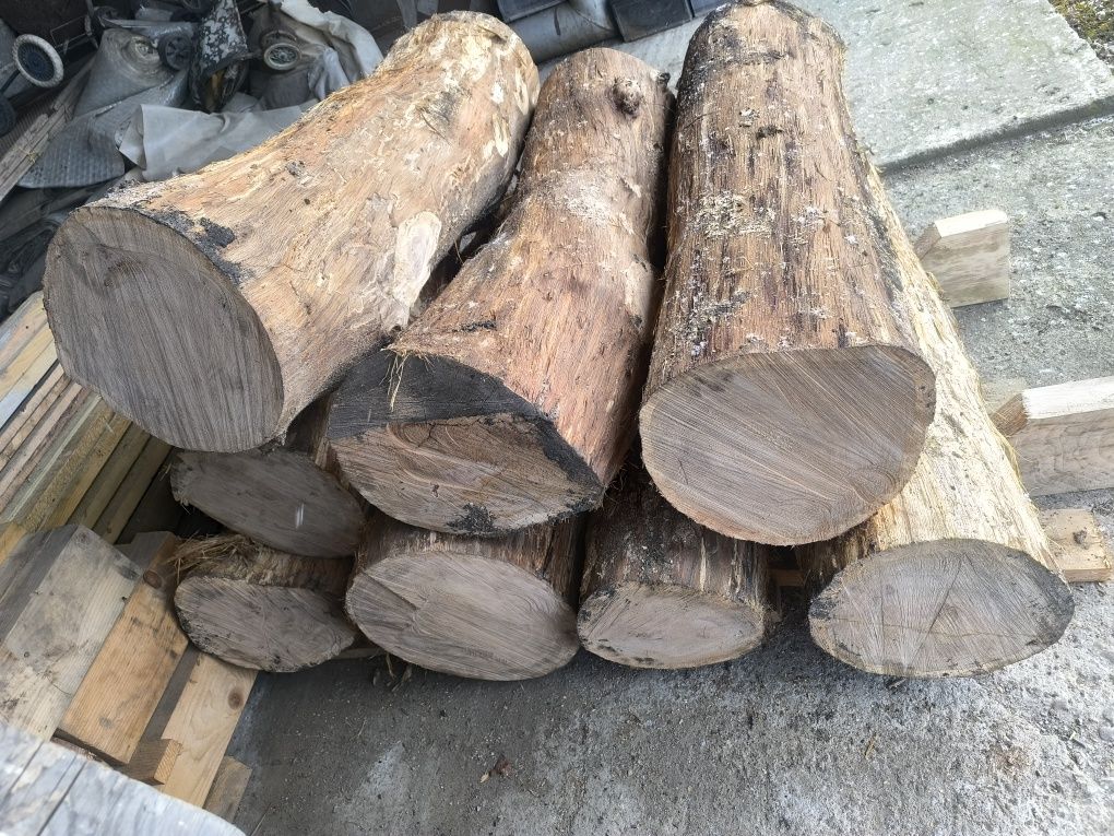 Dęby w klockach 120cm polecam