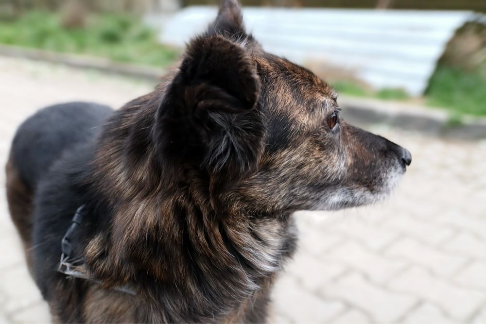 Cudowna Sunia po przejściach szuka domku