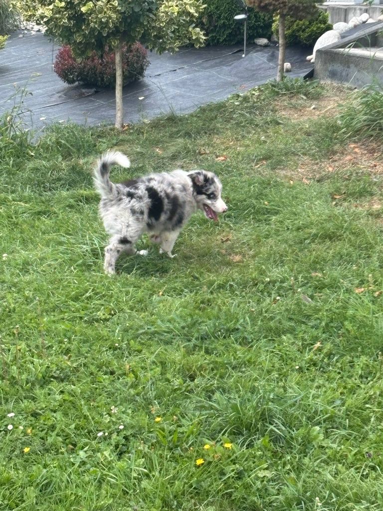 Piesek border collie (blue merle) - do odbioru