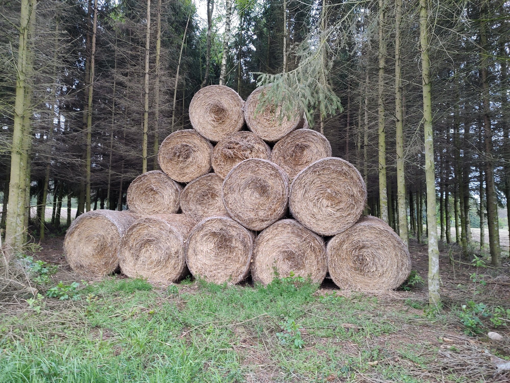 Rolki słomy pszenżytnej