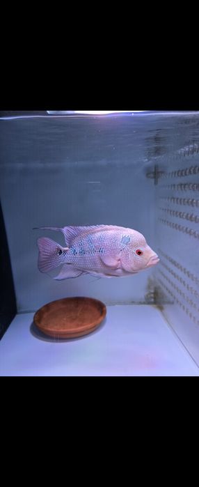 Flowerhorn macho xxl e femea