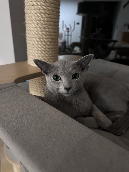 kocurek rosyjski niebieski , ur. 15 XI 2024, FIFE