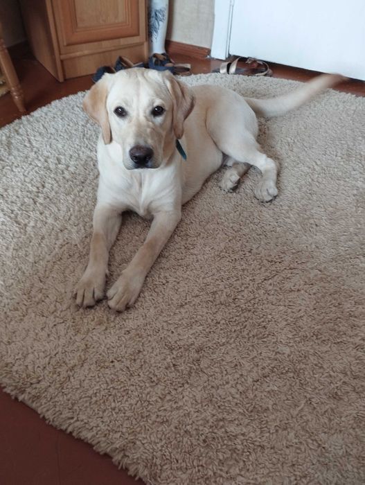 Продається Лабрадор дівчинка