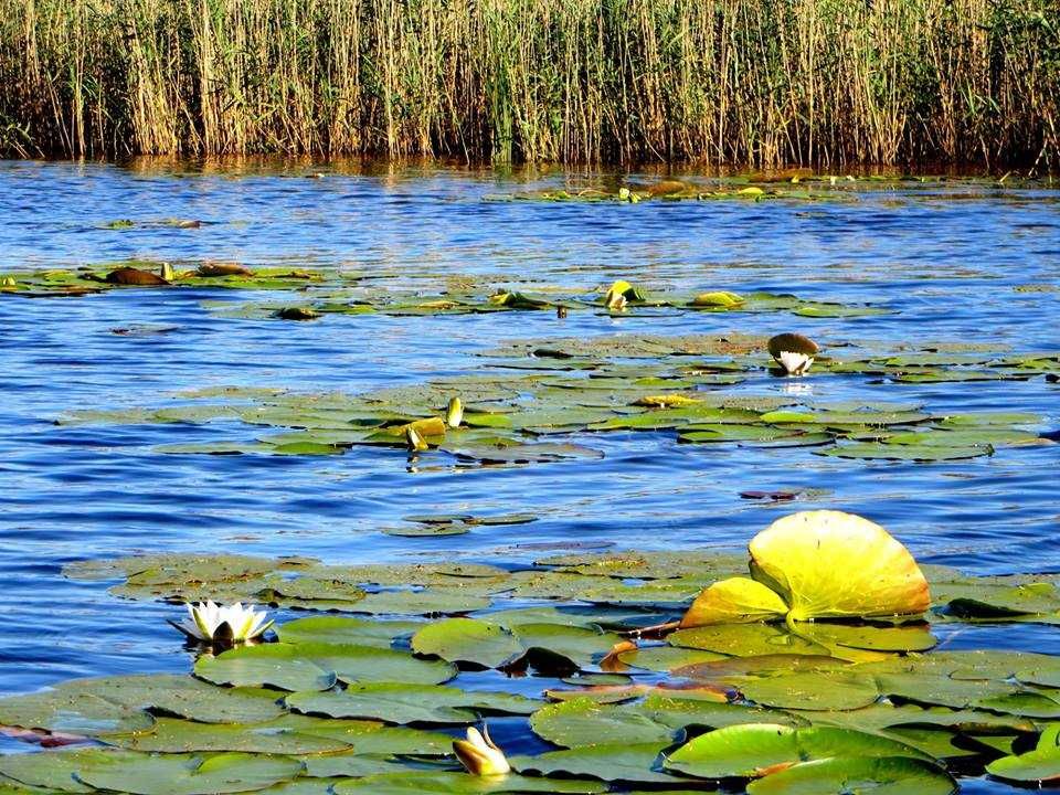 Radęcin, domek nad jeziorem - wolne terminy 2025