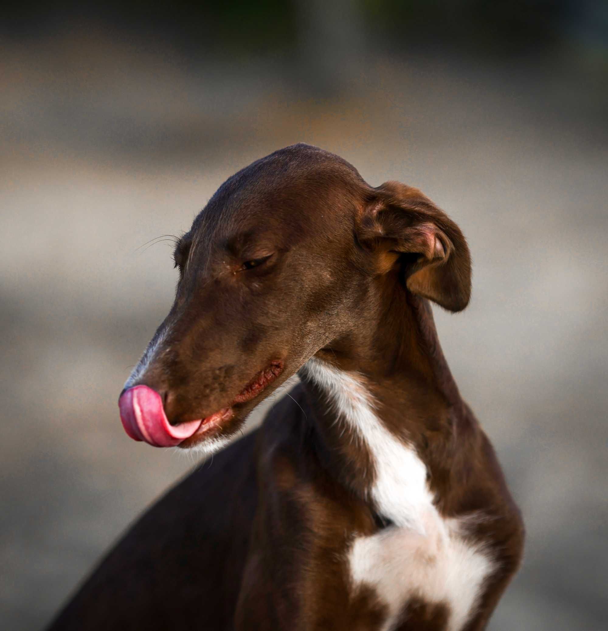 Цуценята Гальго. Galgo Espanol