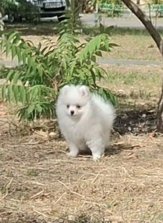 Белая пушинка! Померашка на ладошку! Лучший подарок Любимой! Киев.