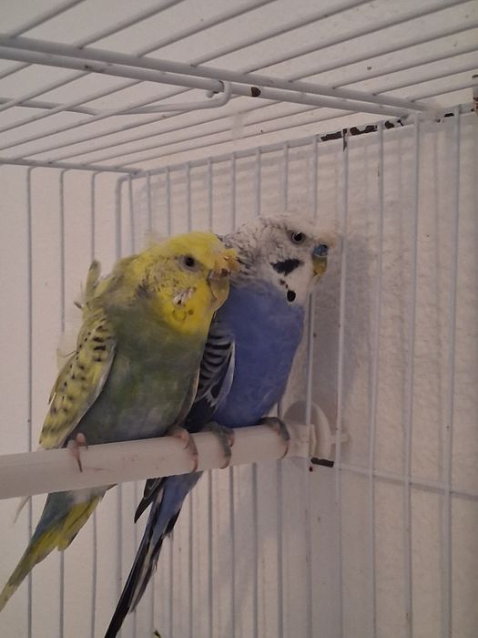 Casalinho piriquitos harogomos