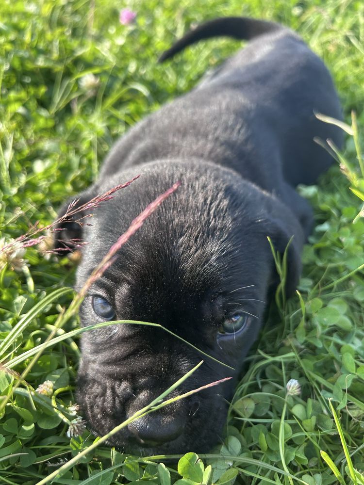 Szczenie cane corso już odbior