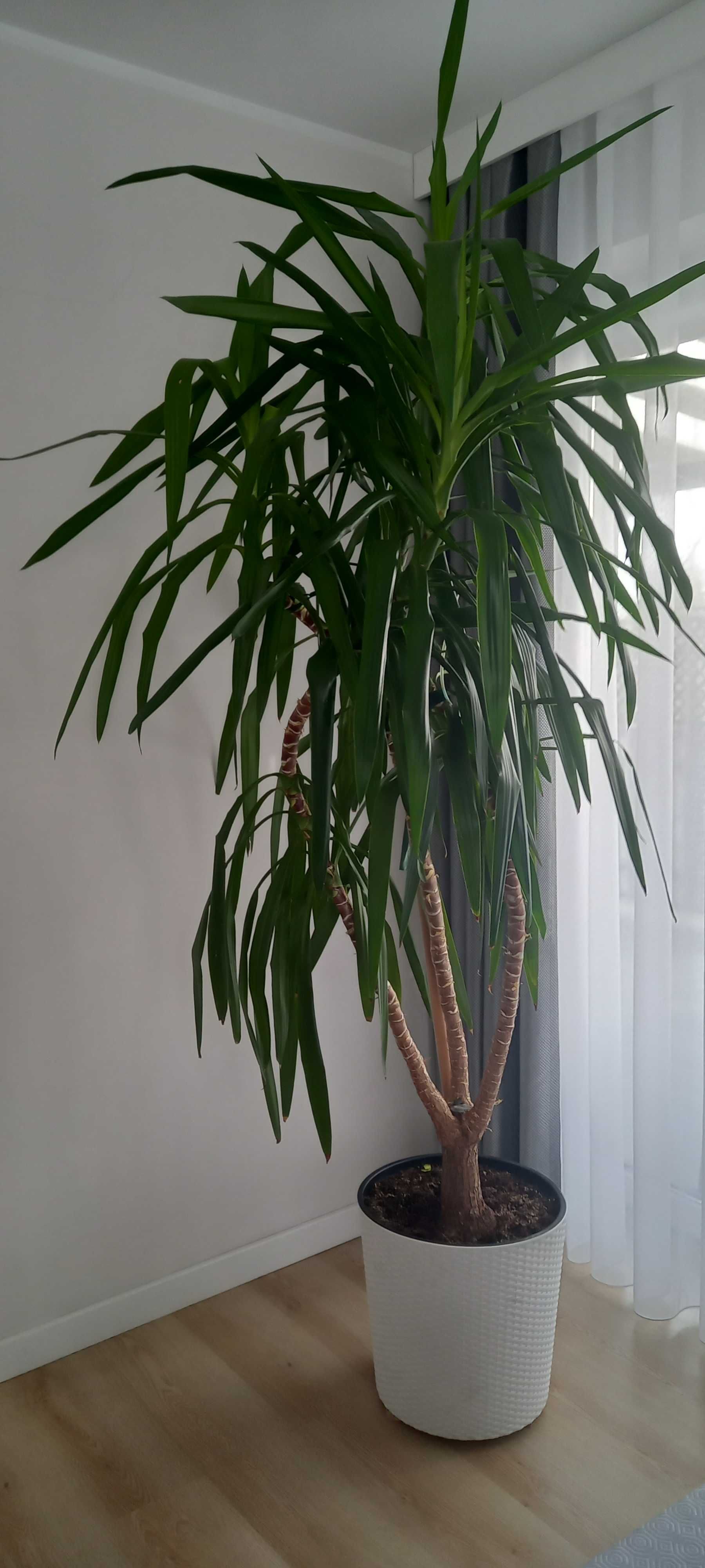 Dracena piękny kwiat doniczkowy ok. 2,5 m wysokosci