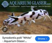 Synodondis polli white f1 10 szt. , Tropheus bemba f1 2 szt.