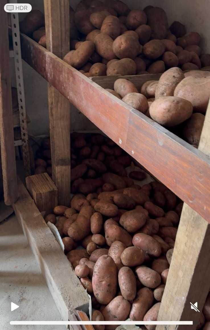 Batatas vermelhas saco 20 Kg