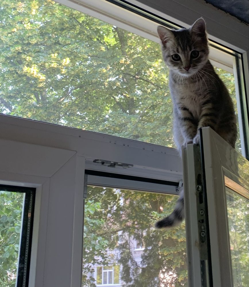 Кошеня шукає родину
