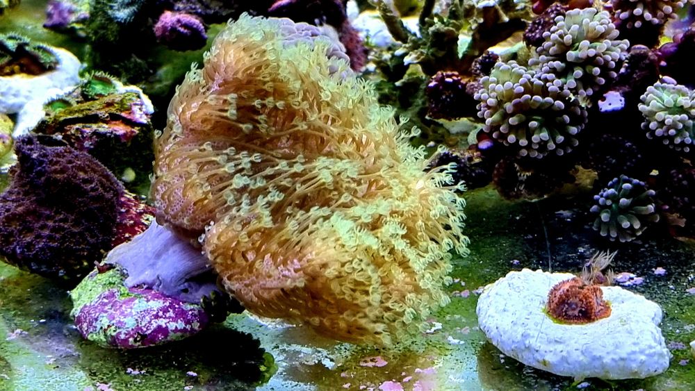 Sarcophyton Koralowce, Morskie