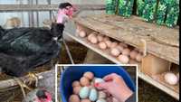 Продаж яєць інкубаційних РІЗНИХ курей