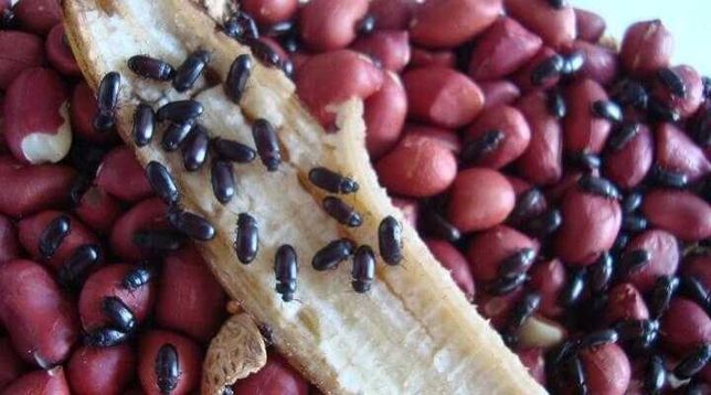 Alimento vivo - Tenébrio do amendoim, besouro (Palembus dermestoides)