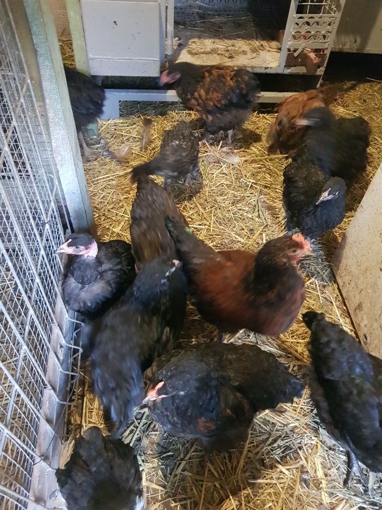 Kurczaki kochin brahma sebrytka