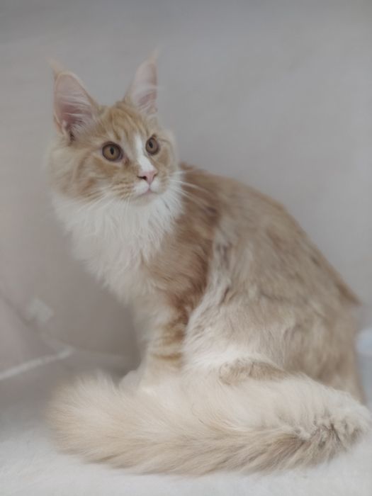 Котята Мейн-Кунята