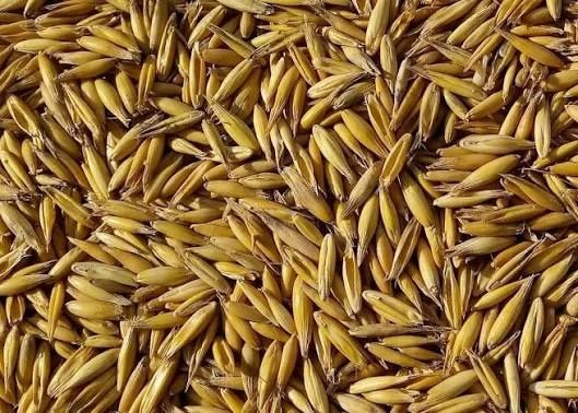 Owies Bingo zbiór 2025