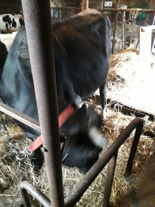 Jałówka wysokocielna