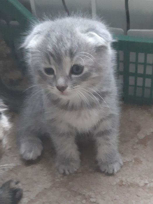 Шотландские  котята  скоттиш фолд