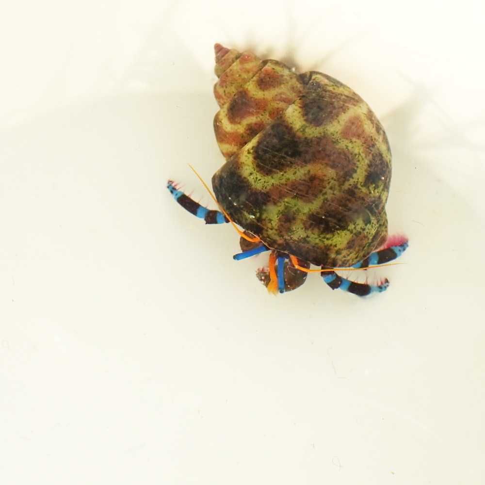 Calcinus elegans (niebieskonogi) - krab pustelnik - akwarium morskie