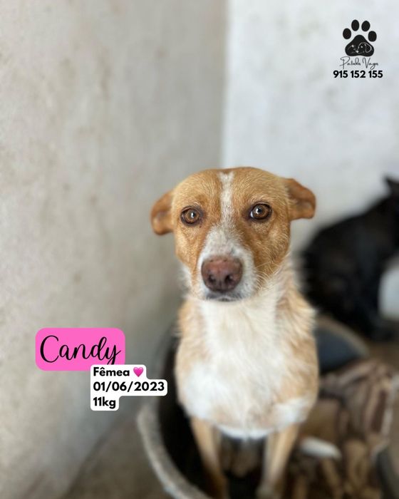 Cadelinha para adocao (candy )