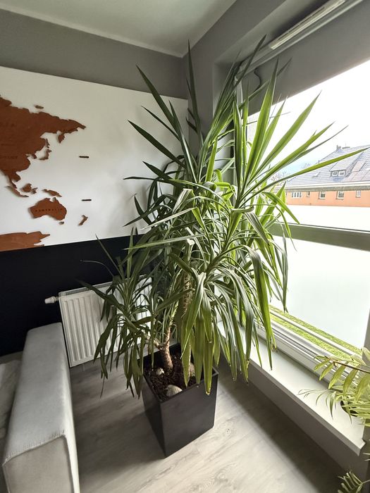 Juka / Yucca duza