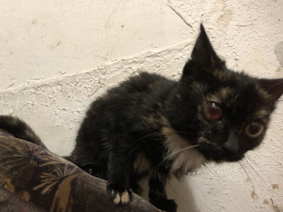 Віддам в добрі руки кицю 3-4 місяці