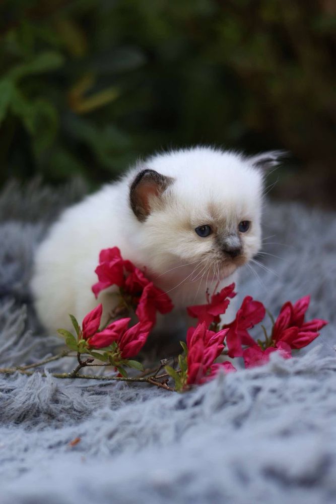Ragdoll Ragdolle kocurek seal mitted
