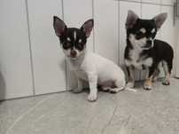 Chihuahua piesek łaciaty unikat okazja