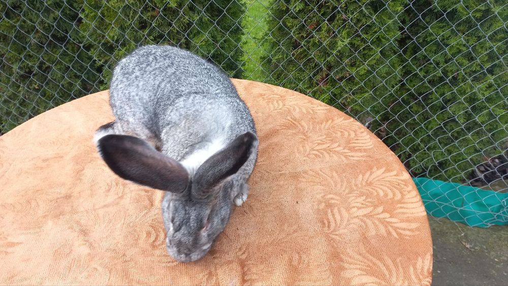 Самці породи шиншила