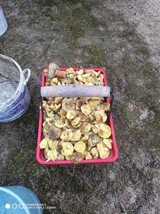 Sprzedam grzyby Gąska Zielonka