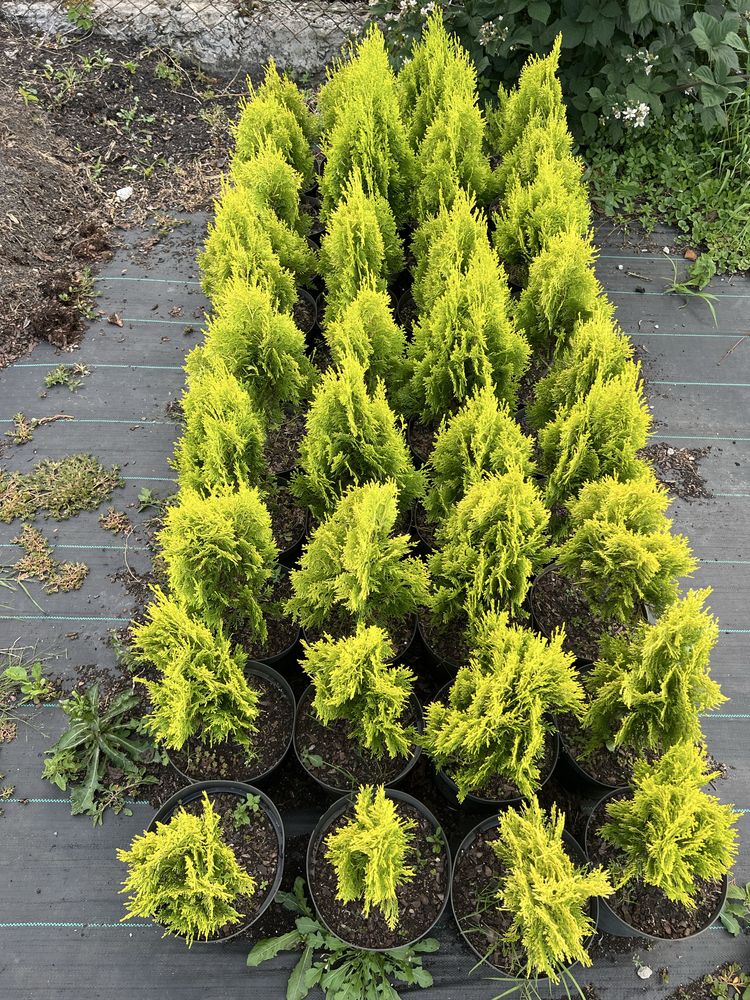 Thuja orientalis 'Aurea Nana' Туя східна 'Ауреа Нана'