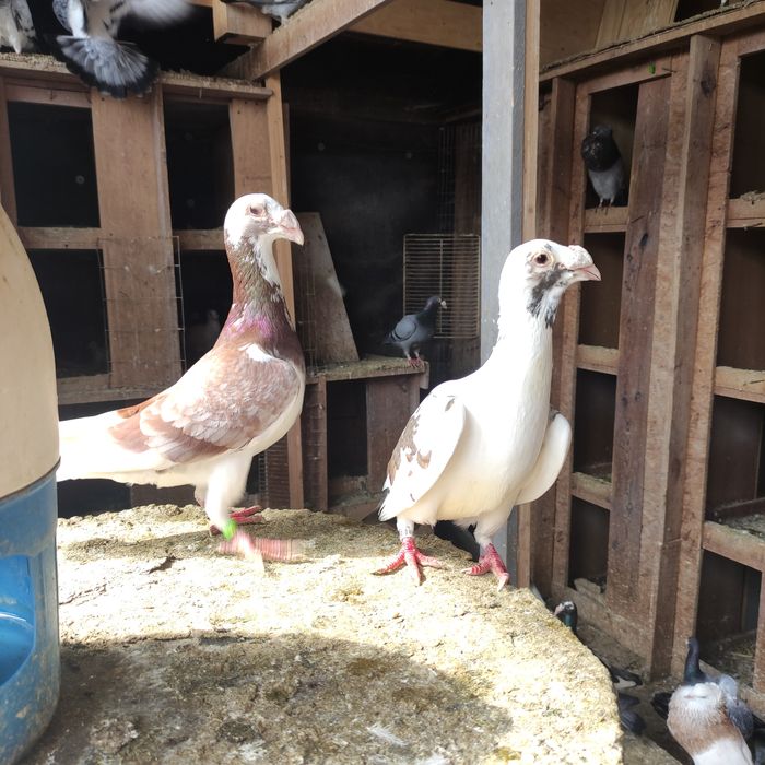 Gołębie staropolskie i rzeszowskie