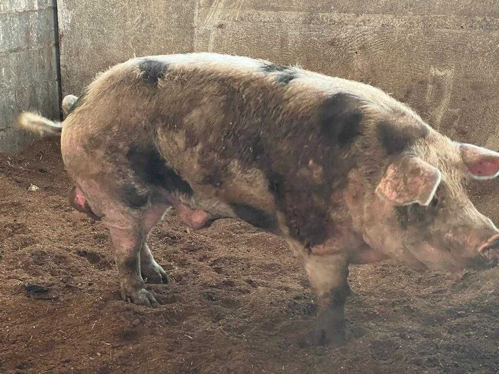 Porco  Pietran/ Duroc