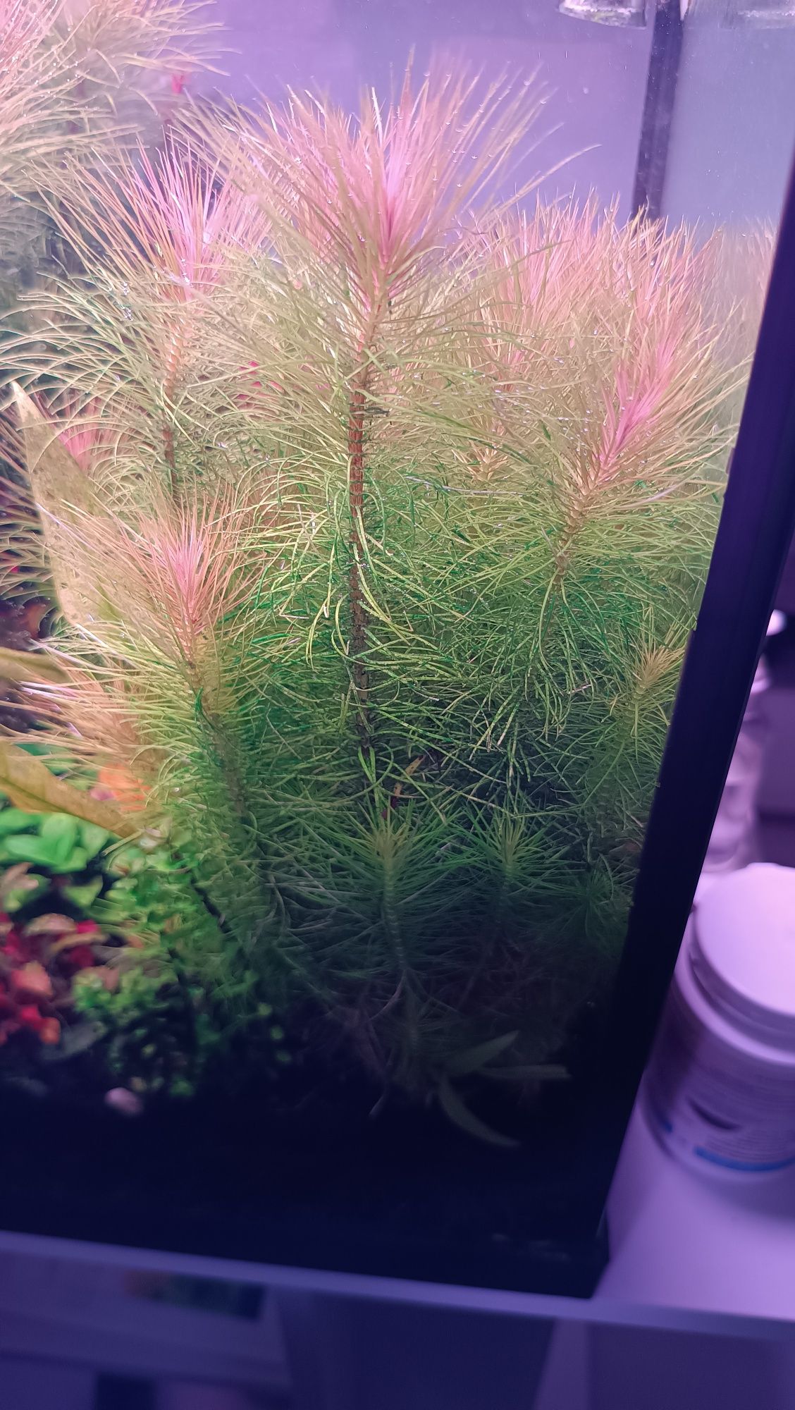 Planta para aquário