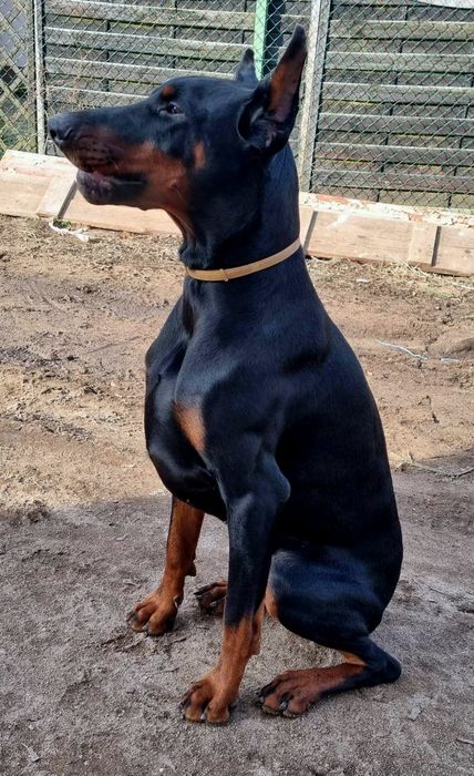Doberman europejski - mocnej budowy - suczka