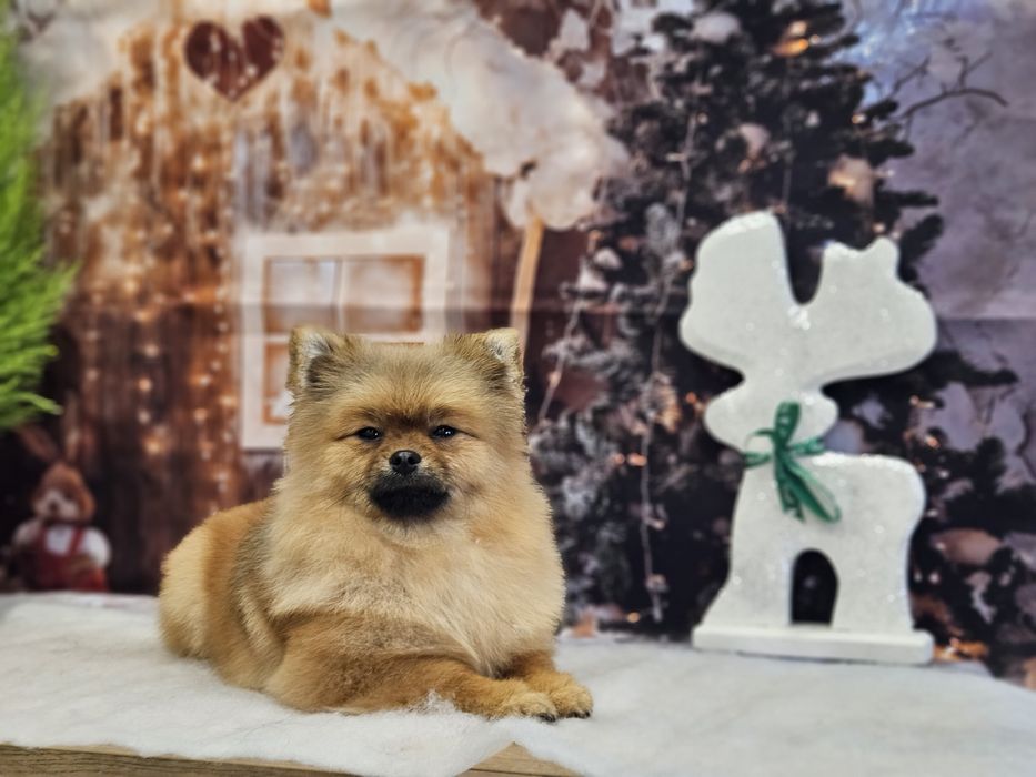 Strzyzenie psów, salon dla psów i kotów PUPIL