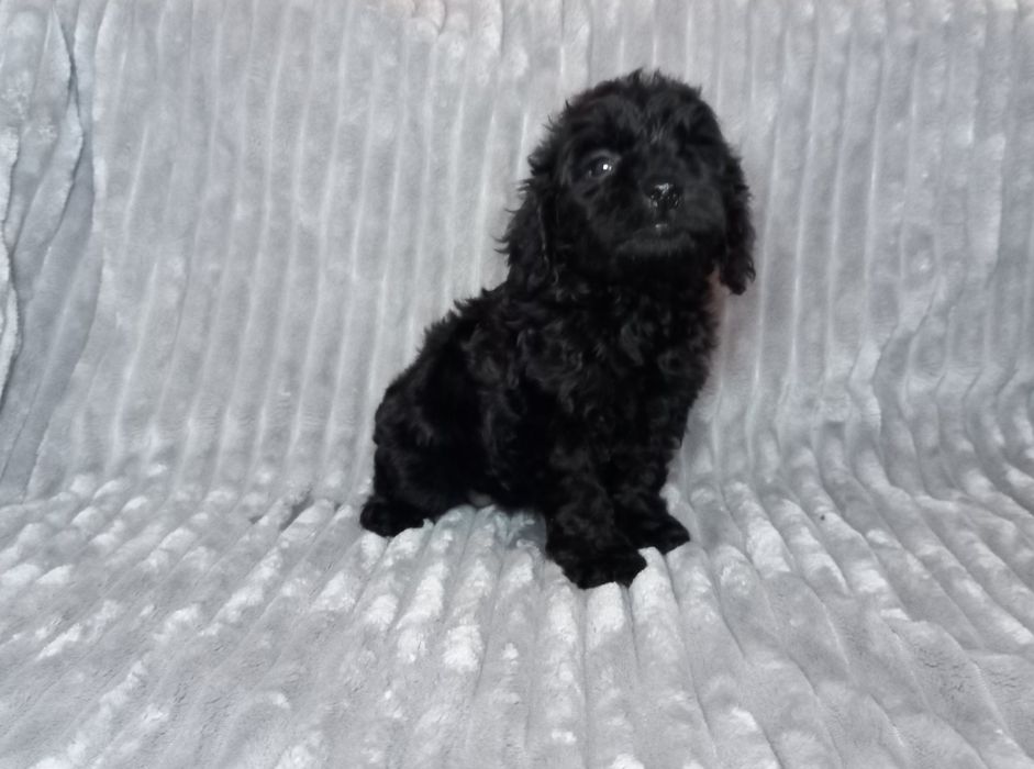 Кокер спанієль + той пудель = кокапу.