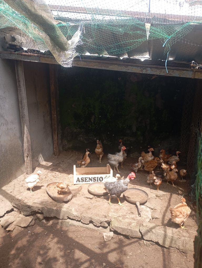 Vendo pintos caseiros novos