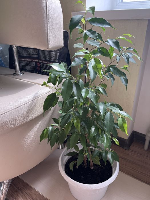 Фікус Бенджаміна дорослий
